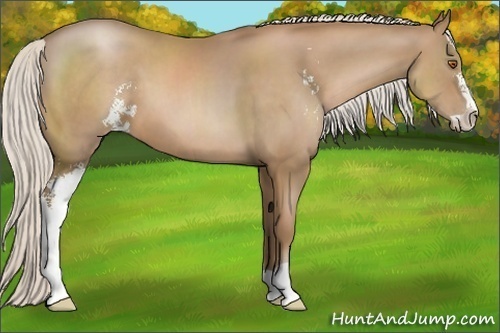 Horse Color:Silver Black Pearl Sabino