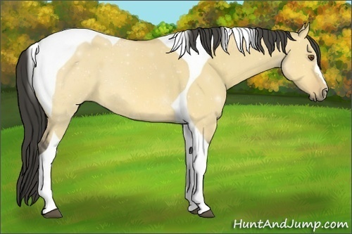 Horse Color:Buckskin Dun Tobiano 