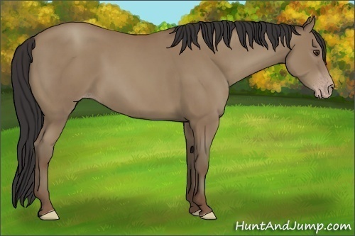 Horse Color:Classic Champagne 
