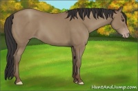 Horse Color:Classic Champagne 