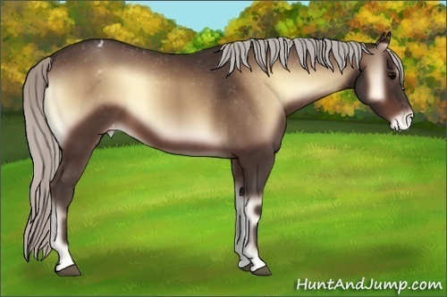 Horse Color:Silver Brown Onyx Blanket