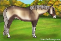 Horse Color:Silver Bay Onyx Appaloosa 