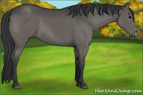Horse Color:Black 