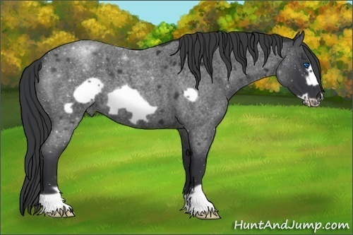 Horse Color:Blue Roan Frame 