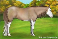 Horse Color:Black Pearl Sabino Splash