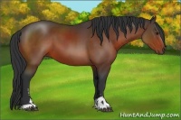 Horse Color:Bay Sabino
