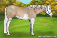 Horse Color:Silver Black Pearl Sabino Splash