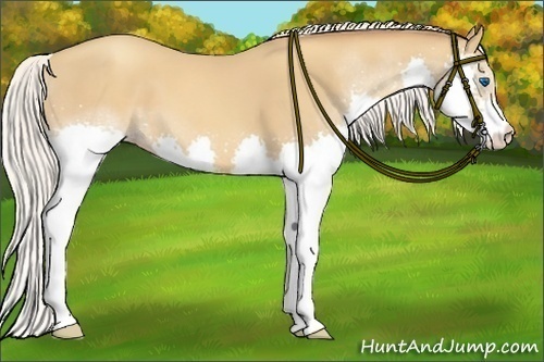 Horse Color:Silver Sable Champagne Splash