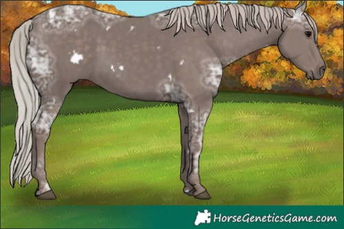 Horse Color:White Spotted Silver Black Ice