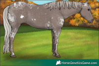 Horse Color:White Spotted Silver Black Ice 