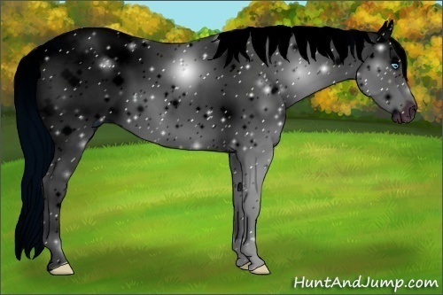 Horse Color:ERROR: UNKNOWN ANOMALY