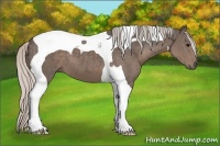 Horse Color:Silver Black Tobiano 
