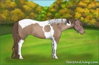 Horse Color:Black Pearl Tobiano 