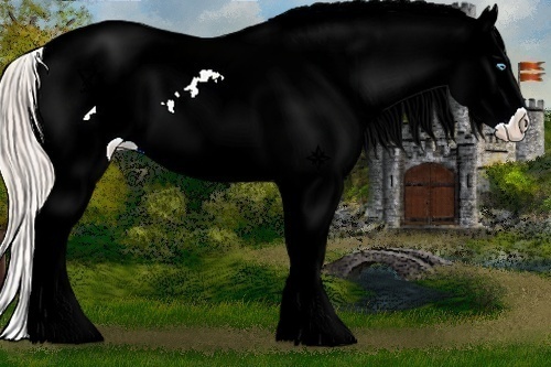 Horse Color:Palomino Pearl Tobiano Appaloosa 