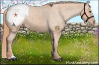 Horse Color:Chestnut Appaloosa 