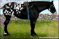 Horse Color:White Spotted Black Appaloosa 