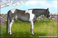 Horse Color:Black Sabino Tobiano 