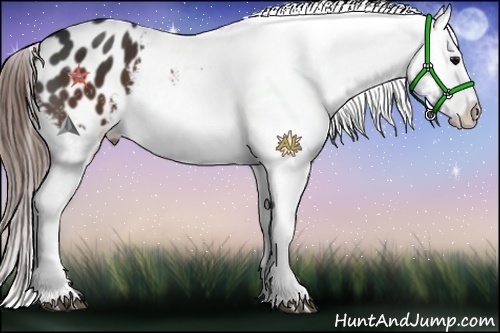 Horse Color:Brown Appaloosa Rabicano 