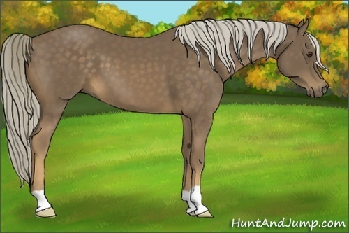 Horse Color:Chocolate Palomino 
