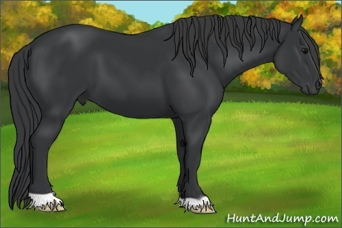 Horse Color:Black 