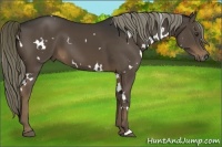 Horse Color:White Spotted Liver Chestnut 