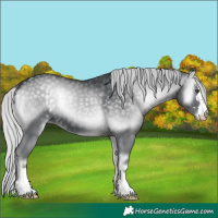 Horse Color:Silver Blue Onyx Chinchilla 