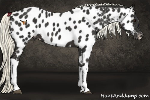 Horse Color:Liver Chestnut Appaloosa