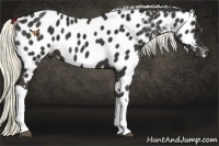 Horse Color:Liver Chestnut Mushroom Near Leopard