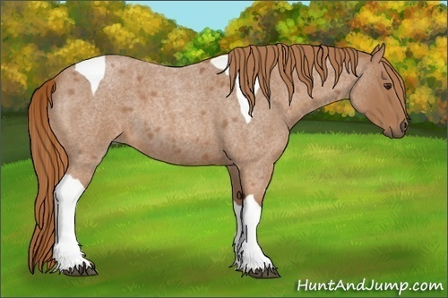 Horse Color:Red Roan Tobiano