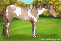 Horse Color:White Spotted Liver Chestnut Pearl 