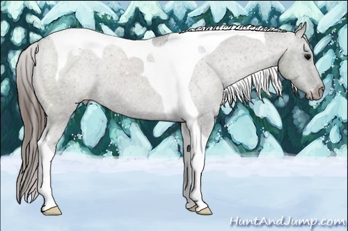 Horse Color:Grullo Tobiano Varnish 