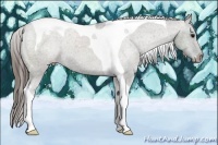 Horse Color:Grullo Tobiano Appaloosa 