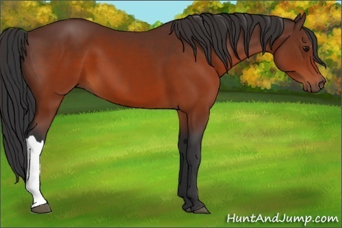 Horse Color:Brown 
