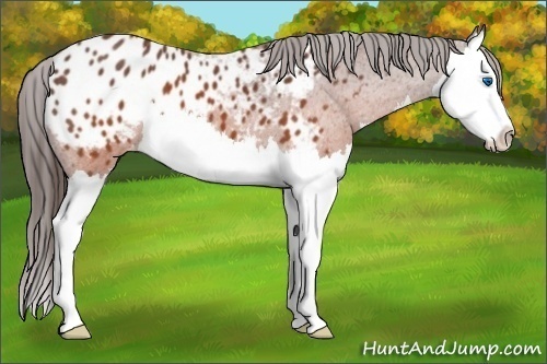 Horse Color:Brown Roan Splash Appaloosa 