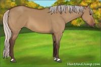 Horse Color:Silver Bay Dun 