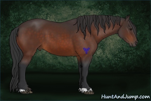 Horse Color:Bay 