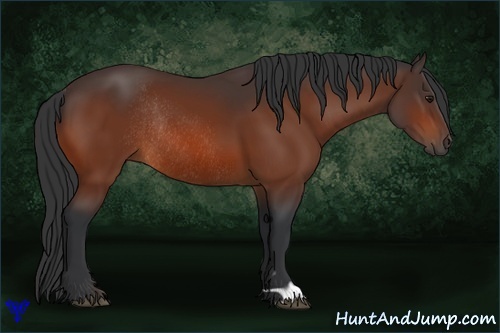 Horse Color:Bay Rabicano 