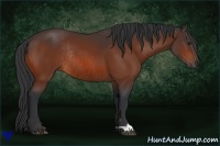 Horse Color:Bay Rabicano 