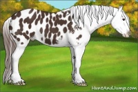 Horse Color:Liver Chestnut Appaloosa 