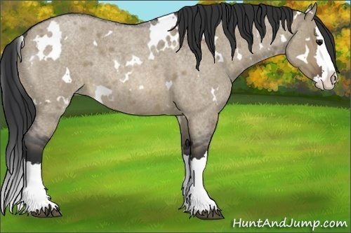 Horse Color:White Spotted Brown Roan Dun Splash Rabicano