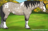 Horse Color:White Spotted Brown Roan Dun Splash Rabicano