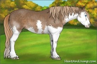 Horse Color:Liver Chestnut Sabino Splash