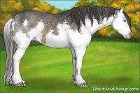 Horse Color:Brown Sabino Splash Appaloosa 