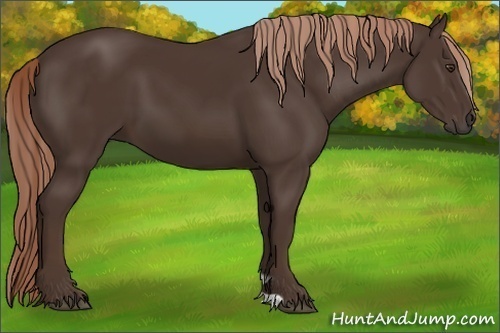 Horse Color:Liver Chestnut 