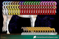 Horse Color:Classic Champagne Pearl Tobiano Rabicano 