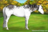 Horse Color:White Spotted Grullo Sabino Splash 