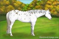 Horse Color:Plaid  White Spotted Liver Chestnut Splash Appaloosa Rabicano 