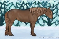 Horse Color:Liver Chestnut 