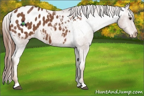 Horse Color:Chestnut Appaloosa 
