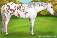 Horse Color:Chestnut Appaloosa 